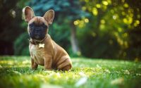 French Bulldog sit on grass