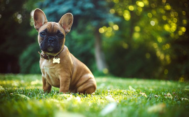 French Bulldog sit on grass