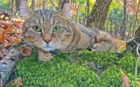 Highlander cat breed