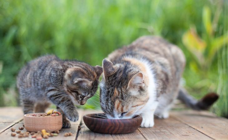 Kitten and cat eat next to each other outside