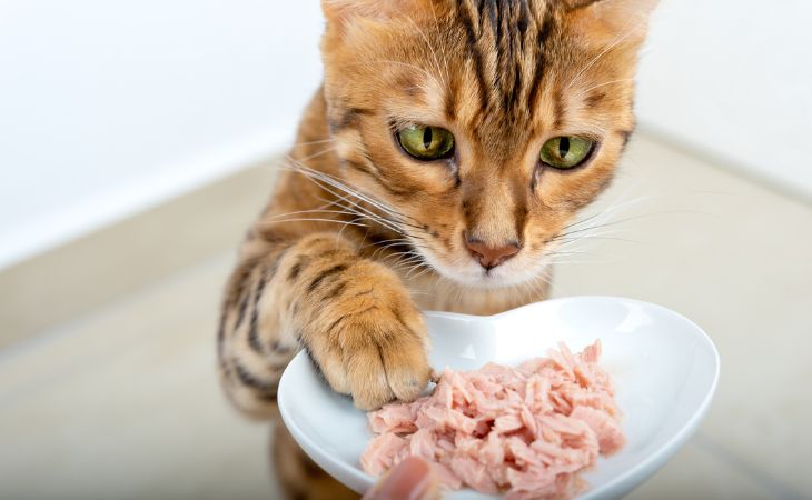 Cat reach for wet food