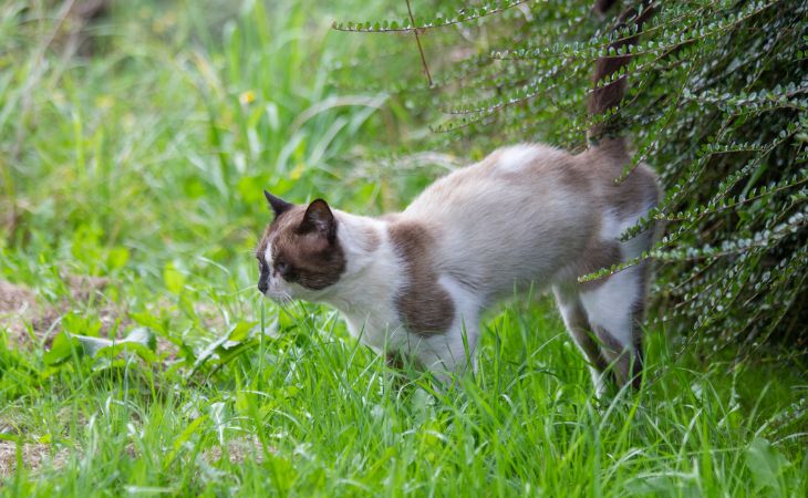 Cat stand outside urinate