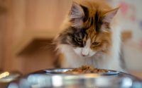 Finicky cat stare at food bowl