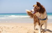 Dog at the beach walking