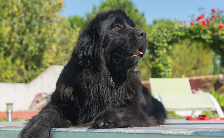 A Newfoundland dog lying down outside