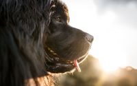 A Newfoundland dog with a black coat