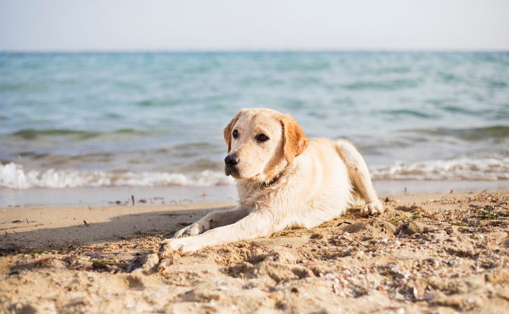 Dog lying down in the sand