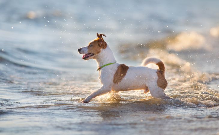 Jack Russell walking in the water