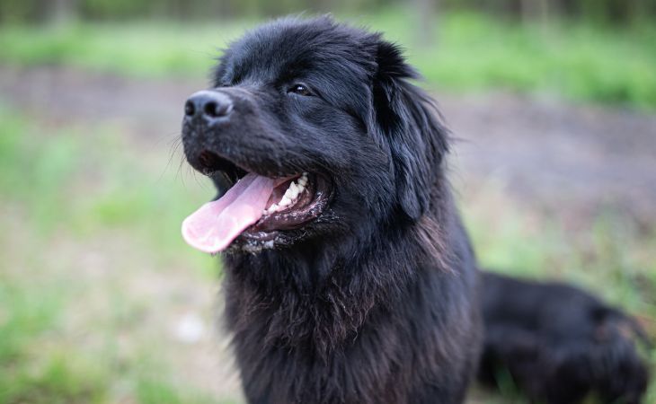 A Newfoundland dog outside staring at something