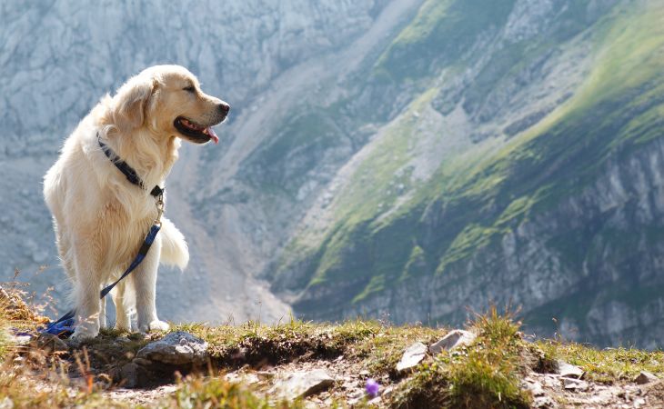 Golden Retriever dog in the mountains danger