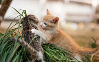 Two kittens fight outside