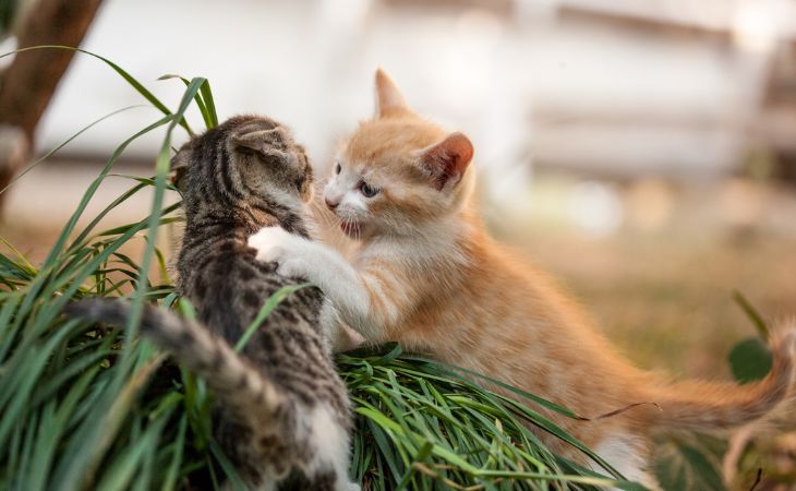 Two kittens fight outside