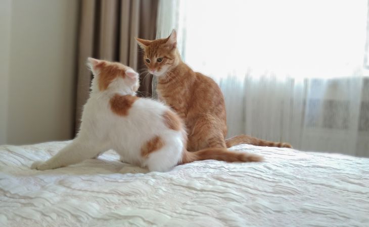 Two cats on bed stare at each other and fighting