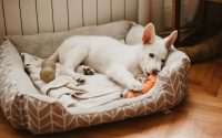 White puppy lying down in dog bed