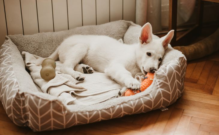 White puppy lying down in dog bed