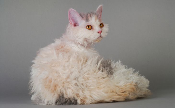 Selkirk Rex American breed