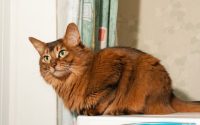 American cat breed Somali cat