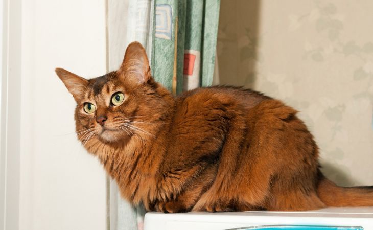 American cat breed Somali cat