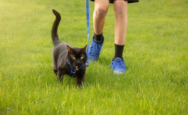 Black cat walk in the grass with owner