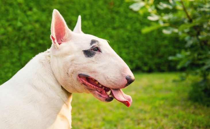 White Bull Terrier outside in grass side of face