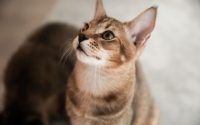A Chausie cat breed wildcat features