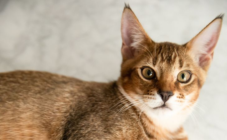 Chausie cat breed looking at camera