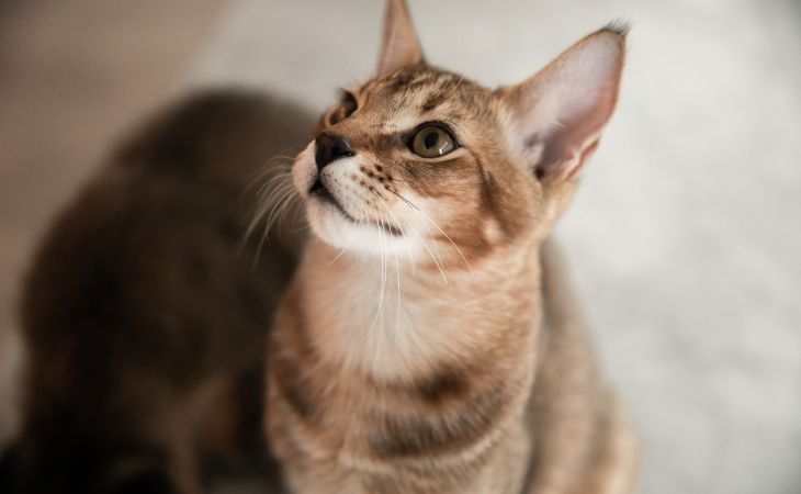 A Chausie cat breed wildcat features