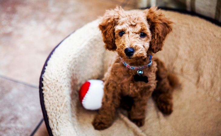 Dog sit inside a dog bed