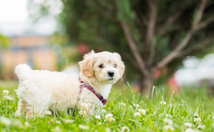 Dog walk outside in grass