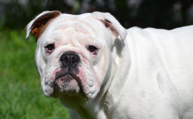 White English Bulldog outside in the grass