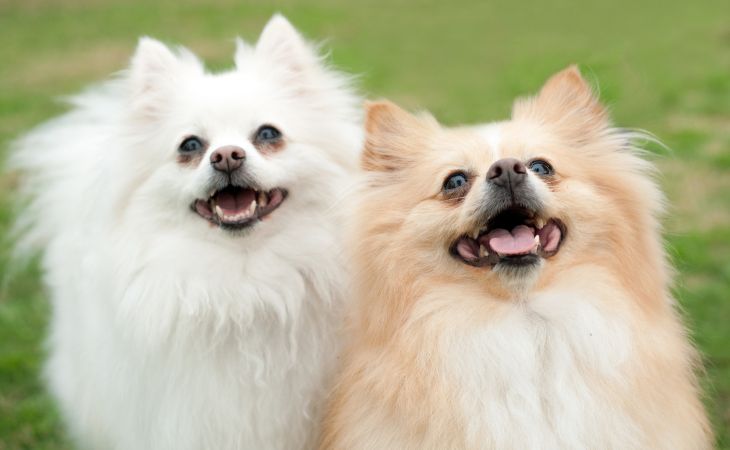 Two German Spitz dogs staring up
