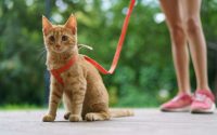 Ginger cat with leash walk with owner