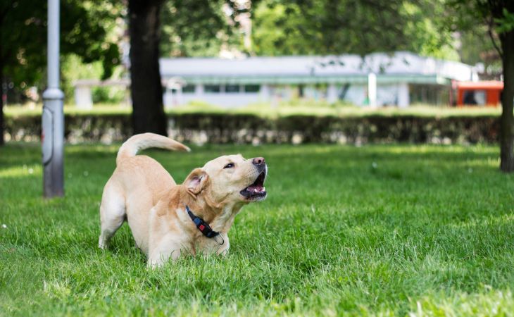 A Golden Retriever bark outside