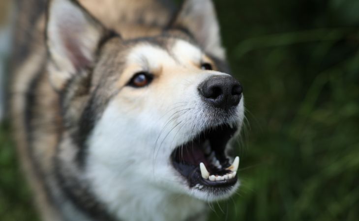 A Husky dog bark