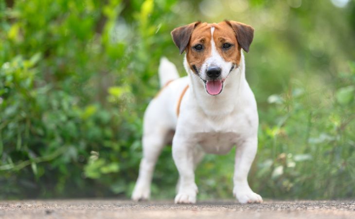 Jack Russell Terrier standing outside