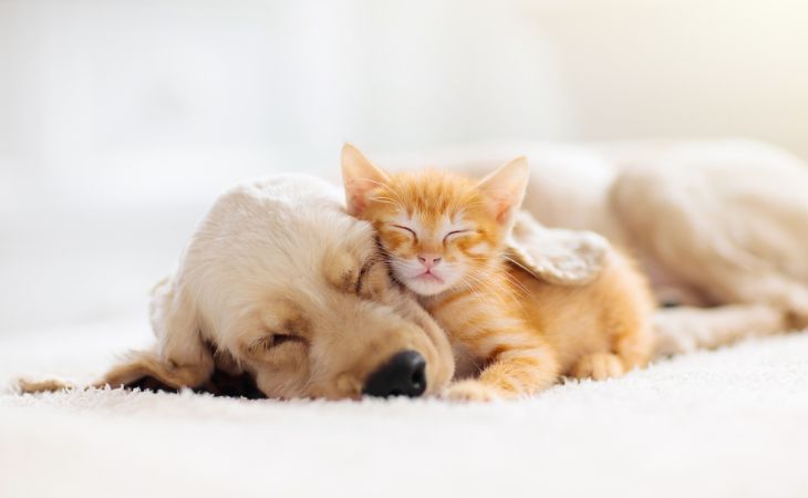 A kitten taking a nap with a dog