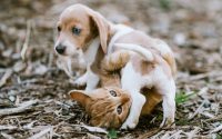 A kitten and puppy playing together outside