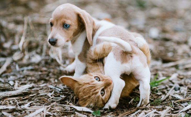 A kitten and puppy playing together outside