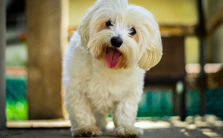 White Maltese dog with tongue out outside