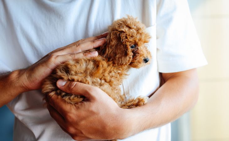 Small dog held in arms