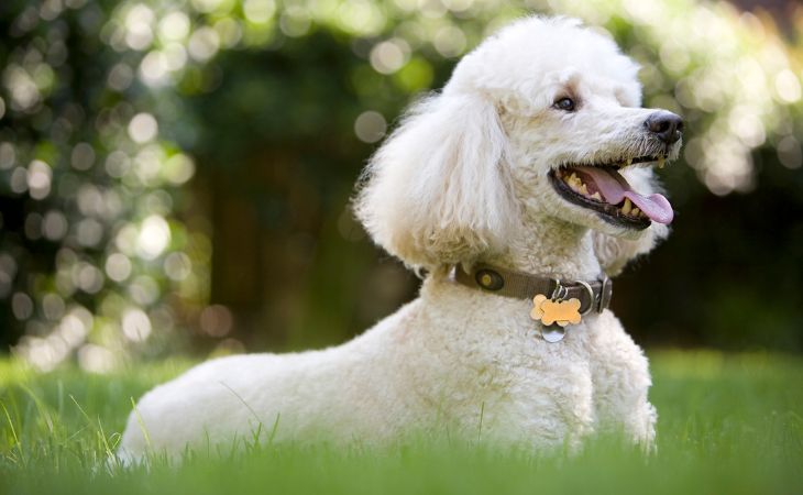 White Poodle lying down in the grass