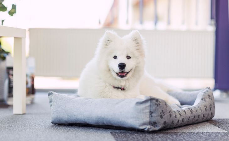 White Samoyed lying down in dog bed