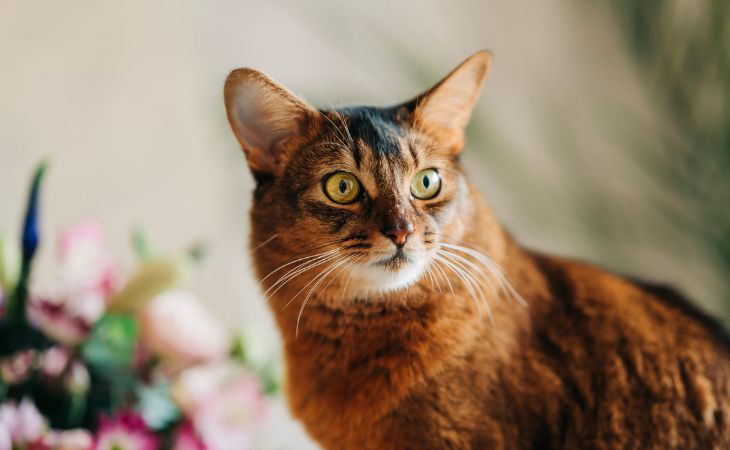 A Somali cat American breed