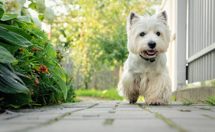 West Highland White Terrier walking around in the garden
