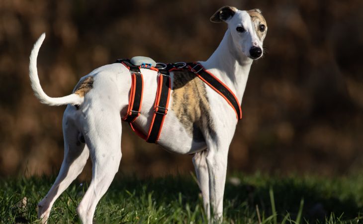 White Whippet standing outside looking to the side