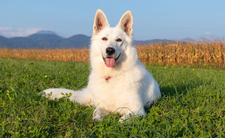 White Swiss Shepherd dog sitting in the grass