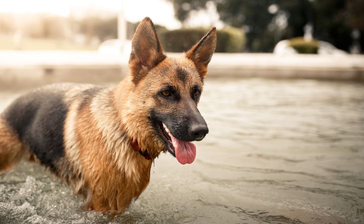 German Shepherd in water