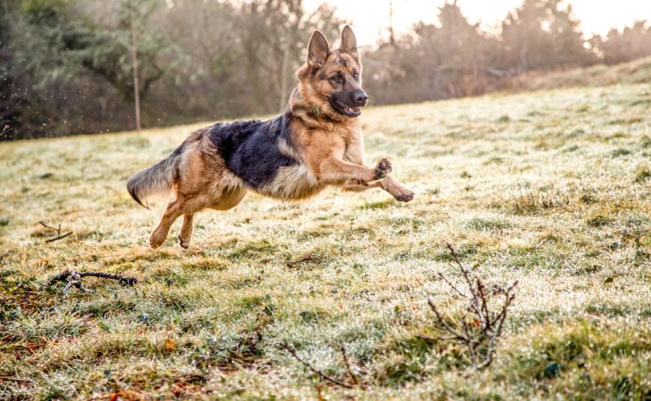 German Shepherd run outside