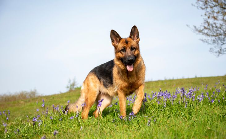 German Shepherd outside flower and grass