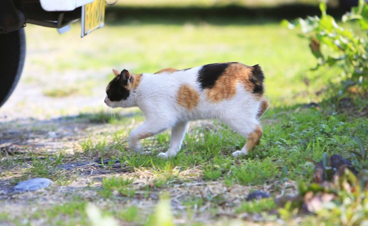 Japanese Bobtail walk around outside